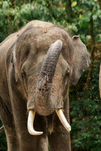 Close-up of elephant