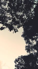 Low angle view of silhouette tree against clear sky