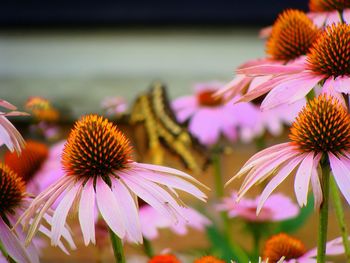 Close-up of coneflowers blooming outdoors