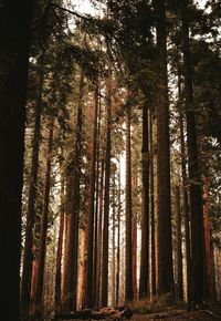 Trees in forest