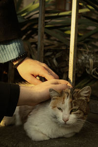 Cat sleeping on hand