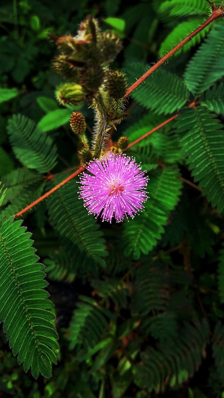 CLOSE-UP OF FLOWERING PLANT