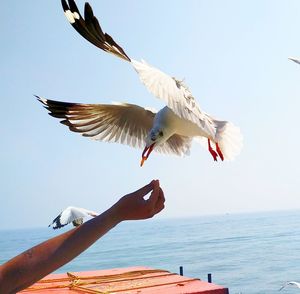 Seagulls flying over sea against sky