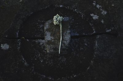 High angle view of flowering plant on rock