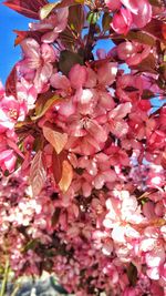 Low angle view of cherry blossoms