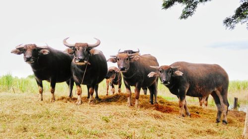 Cows on field