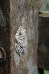 Close-up of lizard on tree trunk