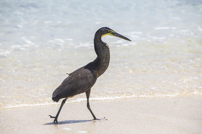 Close-up of bird perching on field