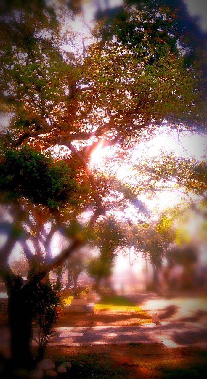 tree, road, growth, nature, tranquility, wet, the way forward, street, sunlight, transportation, beauty in nature, rain, lens flare, outdoors, no people, car, season, defocused, branch, selective focus