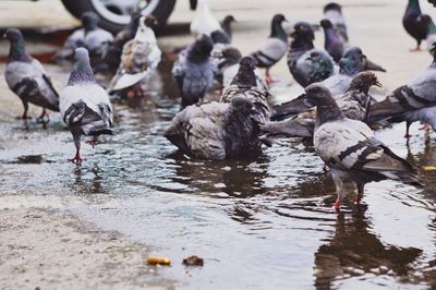 Birds in lake