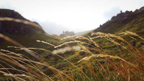 Close-up of fresh green field against sky