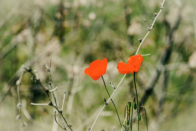 Close-up of red flowering plant