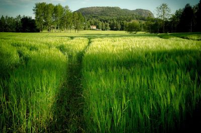 Scenic view of grassy field