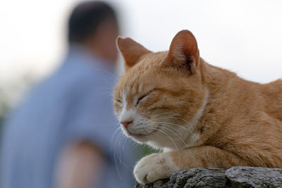 Close-up of a cat with eyes closed