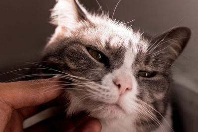 Close-up of a cat