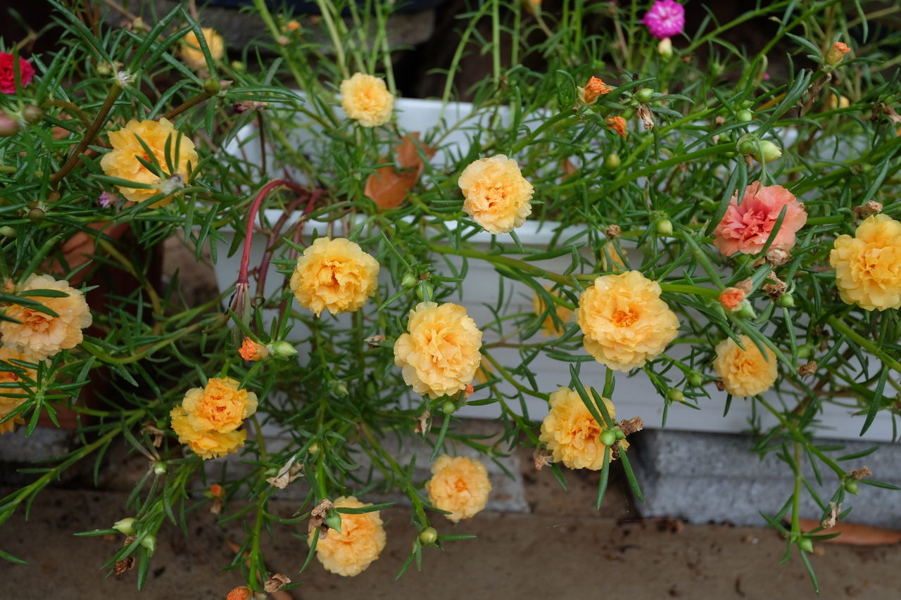 CLOSE-UP OF FLOWERING PLANT