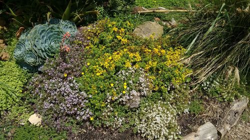 High angle view of flowering plants in garden