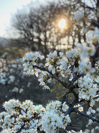 Close-up of white cherry blossoms in spring