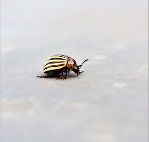 Close-up of grasshopper on the beach