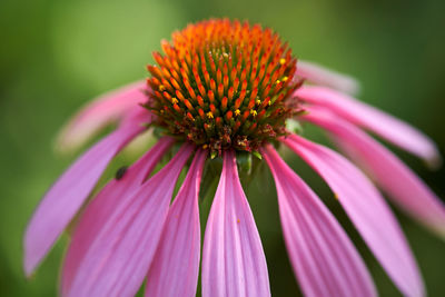 Close-up of pink flower