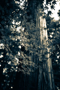 View of trees in forest