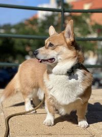 Corgi mood