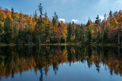 Scenic view of lake in forest during autumn