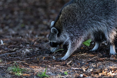 Young raccoon procyon lotor marinus forages for food in naples florida among the forest.