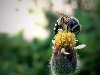 Close-up of butterfly pollinating on flower