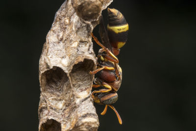 Close-up of insect on rock against black background