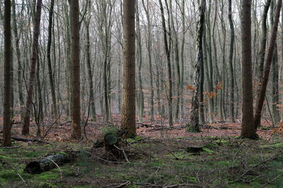 Trees in forest