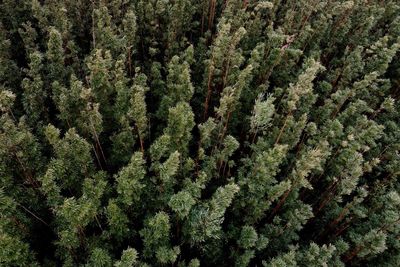 Full frame shot of plants