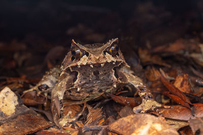 Close-up of frog on land