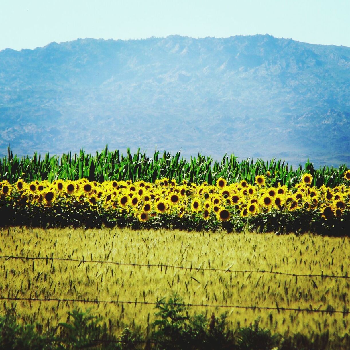 yellow, flower, field, agriculture, growth, rural scene, beauty in nature, freshness, landscape, nature, plant, farm, sunflower, sky, tranquil scene, crop, tranquility, abundance, fragility, oilseed rape