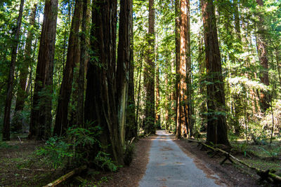 Footpath passing through forest