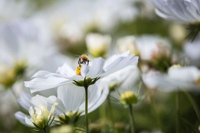 Close-up of bee on white flower