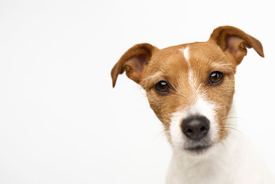 Curious interested dog looks into camera