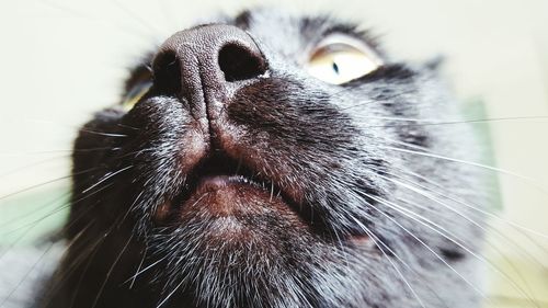 Close-up of cat mouth