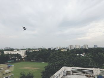 Bird flying over buildings in city