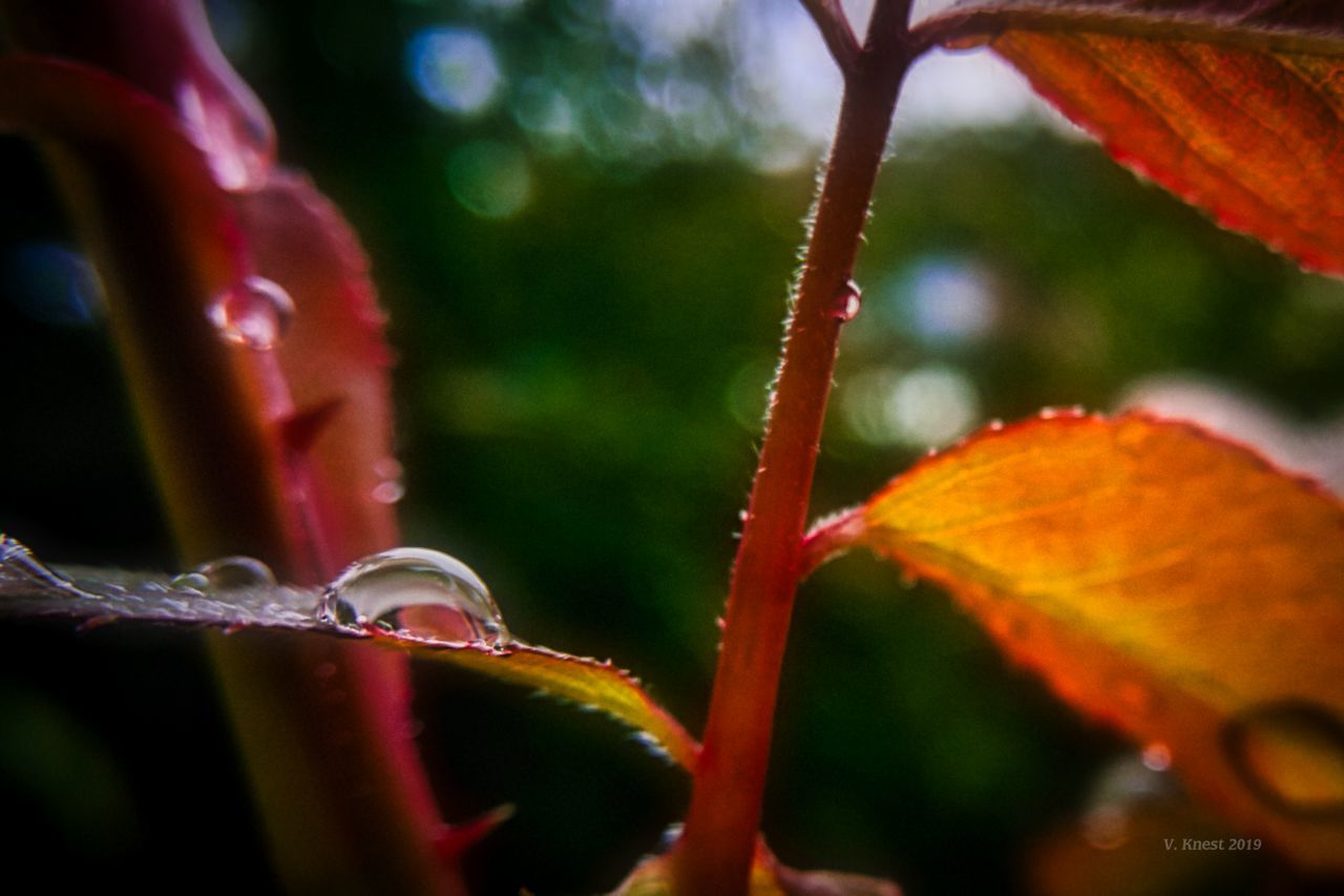 plant, growth, close-up, beauty in nature, plant part, focus on foreground, leaf, nature, selective focus, vulnerability, no people, fragility, wet, day, drop, freshness, flowering plant, flower, outdoors, raindrop, change, leaves, dew