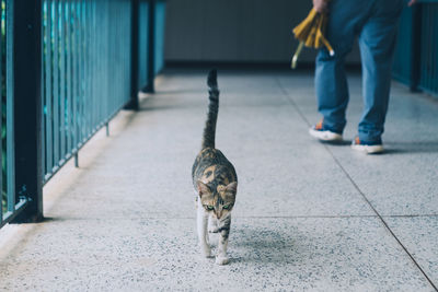 Low section of person walking on footpath