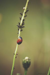 Close-up of ladybug on plant