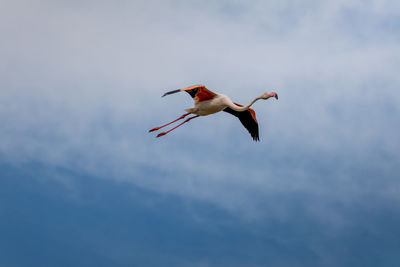Low angle view of a pink flamingo flying