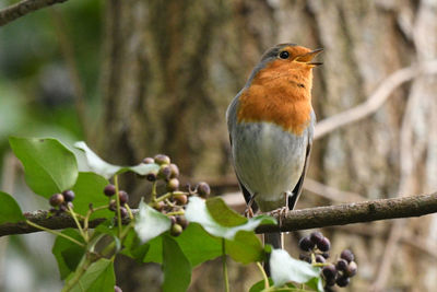 Close-up of bird perching on branch