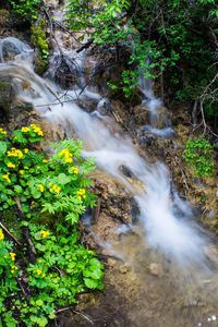 Stream flowing through rocks in forest