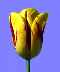 Close-up of yellow rose against blue sky