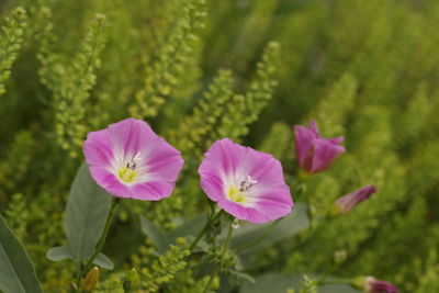 Close-up of pink flowering plant