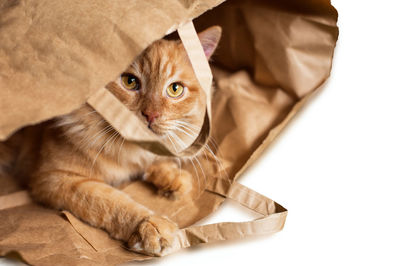 Close-up portrait of a cat