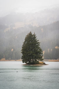 Scenic view of lake in forest during winter