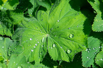 Close-up of wet plant leaves during rainy season